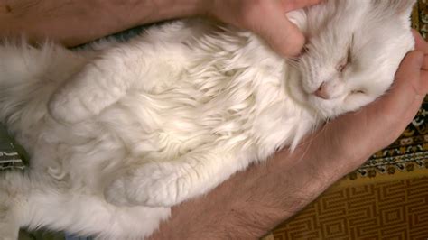 Как закапать глаза коту. drops for cat's eyes - YouTube