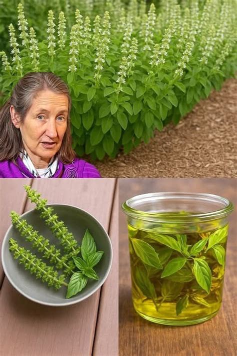 Unlocking the Secrets of Holy Basil: Nature’s Ancient Healing Herb – iadun