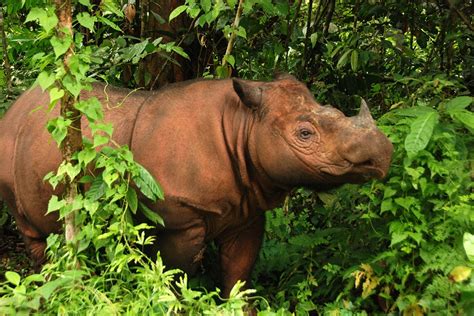 Sumatran Rhino - Facts, Habitat, Diet, Life Cycle, Pictures