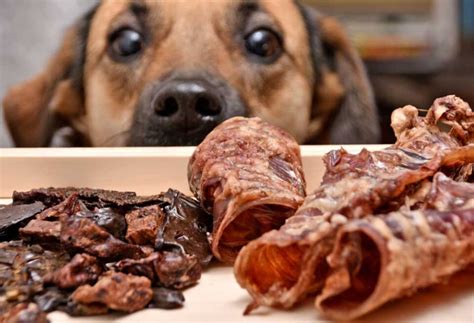 how much beef liver to feed dog