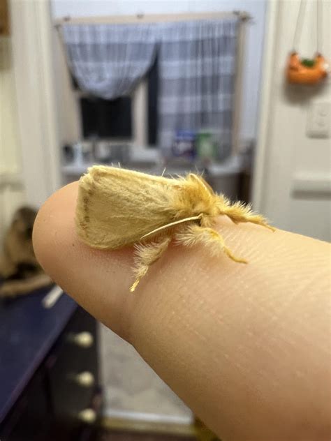 mmmm tiny baby moth :) : r/insects