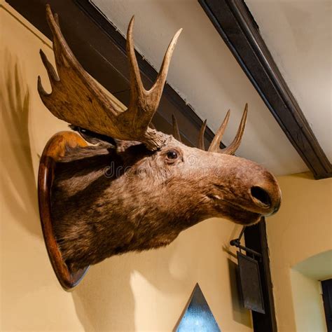 stuffed elk head  germany   wall close  stock image image