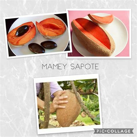 Mamey Sapote Tree (a.k.a ciku gergasi) – Malaysia Online Plant Nursery