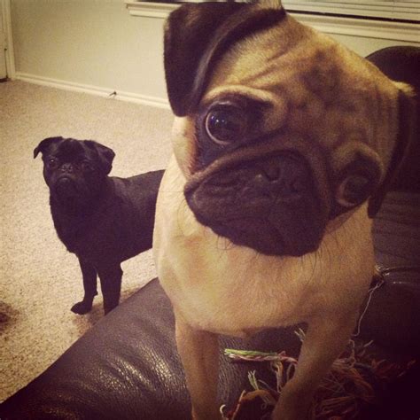 Confused pug