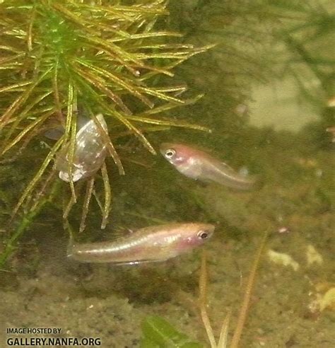 Gold heterandria formosa - Page 2 - Killifishes, Livebearers and ...