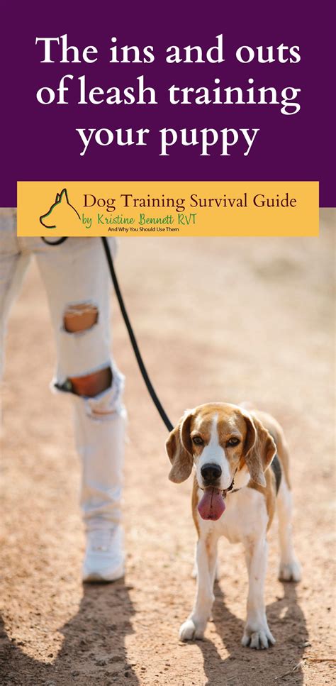 The ins and outs of leash training your puppy | Training your puppy