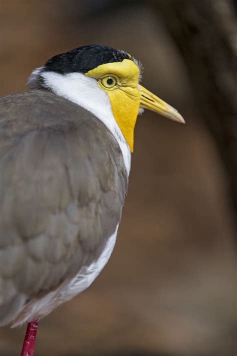 Masked Lapwing Facts, Habitat, Conservation Status, Zoo Populations