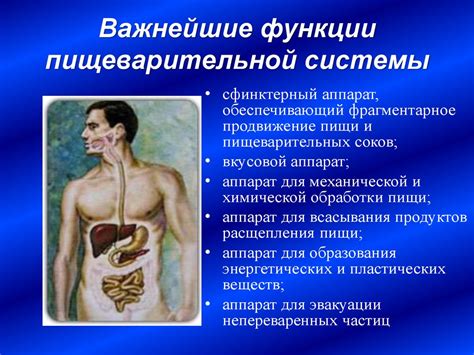 Функциональная анатомия пищеварительной системы - online presentation