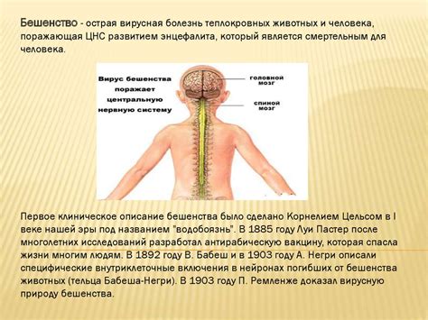 Эпидемиология и профилактика бешенства - презентация онлайн