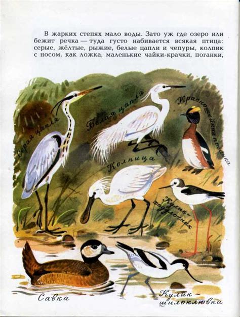 Бианки, Виталий. Наши птицы. Художник В. Федотов. М.: Малыш. 1983 г ...
