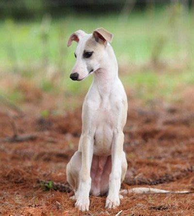 Whippet | Whippet dog, Beautiful dogs, Whippet puppies