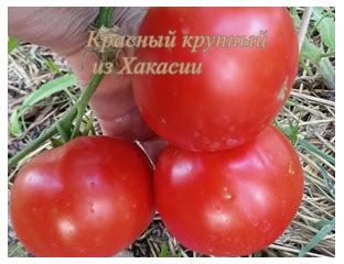 Томат Красный крупный из Хакасии - Томатный мир