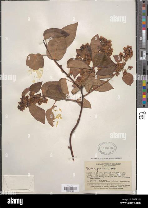 Vallea stipularis L f Stock Photo - Alamy