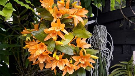 Дендробиум Stardust. Уход и содержание орхидеи на блоке. Dendrobium ...