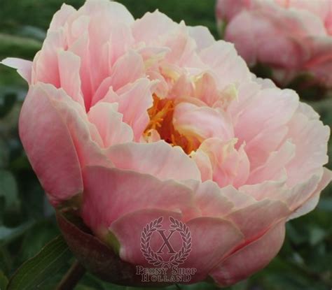 Peony Majesty S Star at peony nursery Peonyshop.com