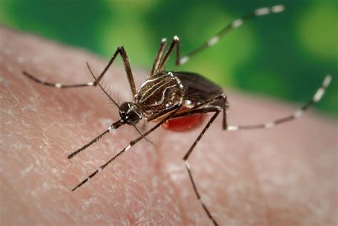 Aedes | Description, Life Cycle, & Disease Transmission | Britannica