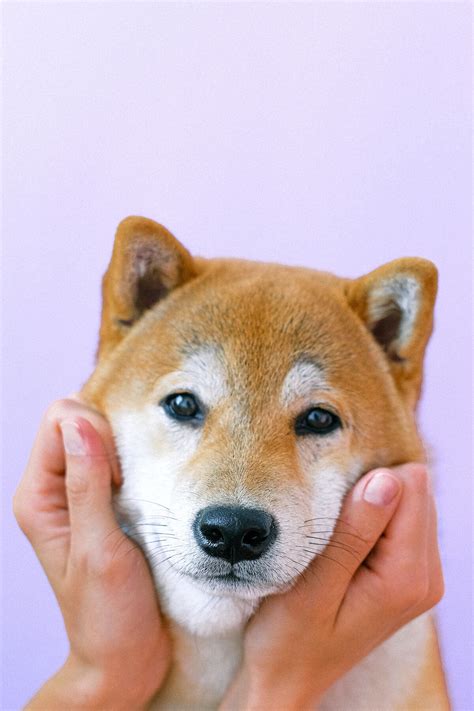 Cinco curiosidades sobre los perros Shiba Inu, la raza japonesa de perros medianos que cada vez