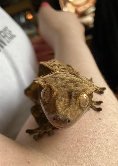 Tank Size for my Crested Geckos : CrestedGecko
