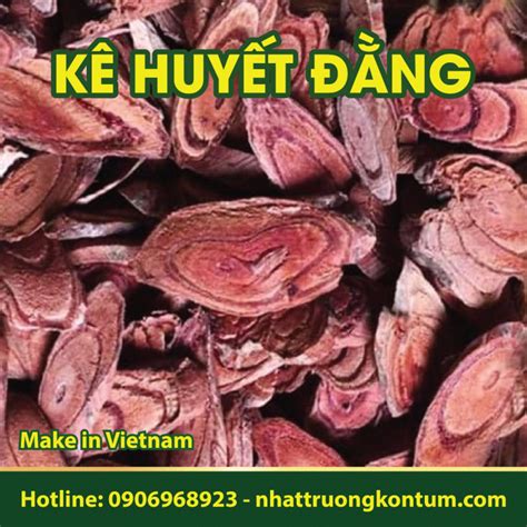 huyet dang nhat truong kon tum spatholobus harmandii gagnep tui kg