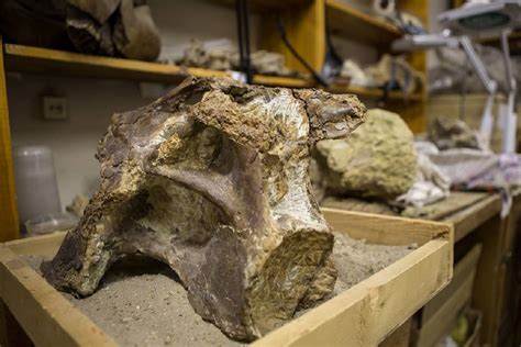 Species New to Science: [Paleontology • 2018] Sibirotitan astrosacralis ...