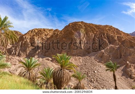 palm trees valley stock photo  shutterstock