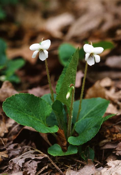 Viola primulifolia L. – Botanikim