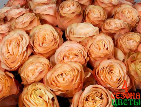 Купить розы эквадор из каталога в салоне цветов Четыре сезона ...