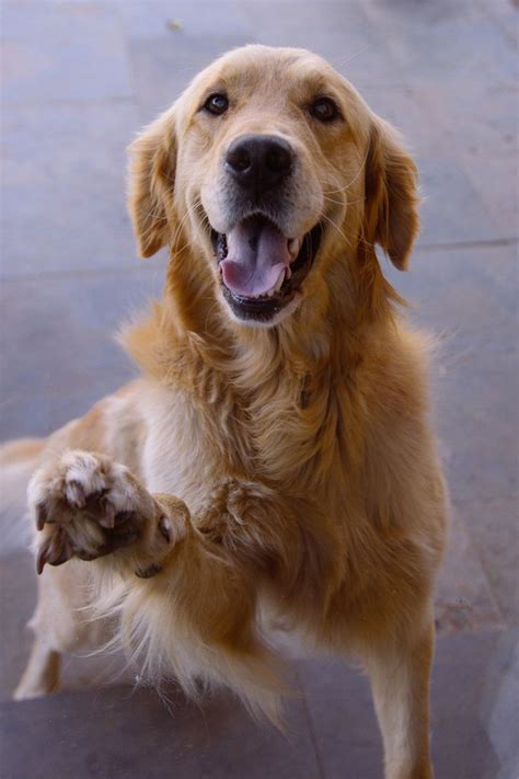 das wesen des golden retrievers