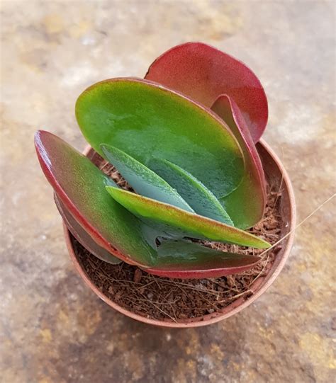 Kalanchoe thyrsiflora