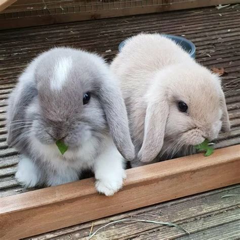 Как ухаживать за декоративными кроликами? | Pet bunny rabbits, Cute ...