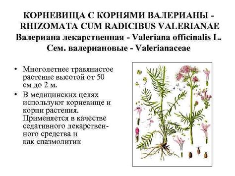 Стандартизация корневища с корнями Валерианы КОРНЕВИЩА С