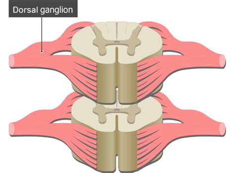 Satellite Cells - Location, Structure, and Function | GetBodySmart