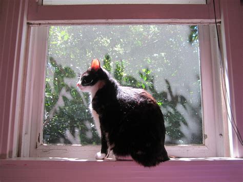 Mel Cat: Photo
