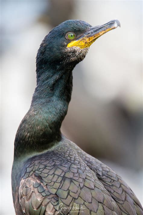 Photo Cormoran huppé - Grégory ROHART Photographies