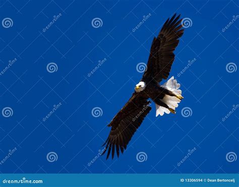 bold eagle  flight stock photo image  bold american