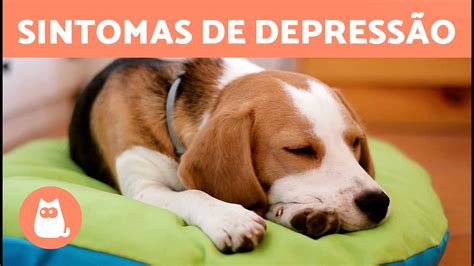 Doenças Que Deixam O Cachorro Triste