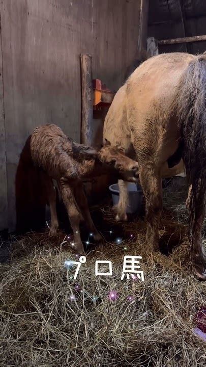 【馬の赤ちゃん】黄桜、出産しました！さすがのプロ馬・黄桜 - YouTube