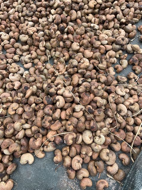 tafsir mimpi 2d bergambar jambu mete 11