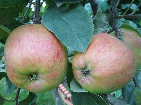 Apple Apples - Free photo on Pixabay - Pixabay