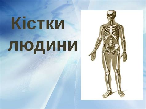 Скелет людини - презентація з біології