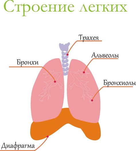 Строение легких | Анатомия, Биология, Анатомия и физиология