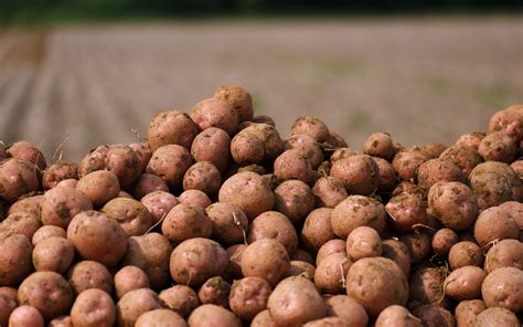 About Burts - Burts Snacks