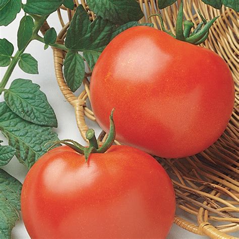 Rutgers Tomato | Plant Addicts