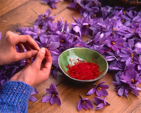 grow saffron  step  step guide  grow saffron homes