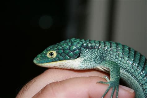 Древесная аброния (лат. Abronia graminea)