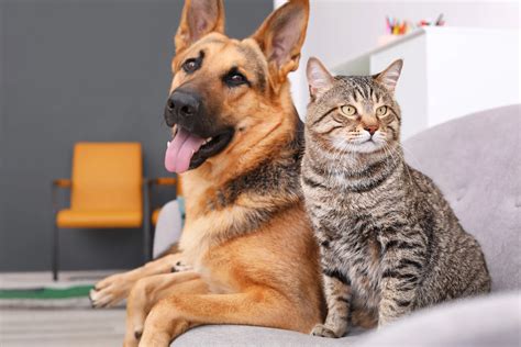 Catnip: Is It Safe for Dogs? — Veterinarian in Junction City | Animal