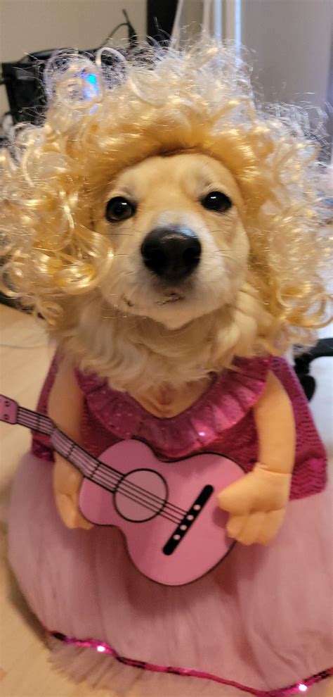 Doggy Parton : r/Eyebleach