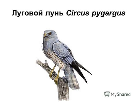 Презентация на тему: "Птицы Курганской области, занесенные в Красную ...