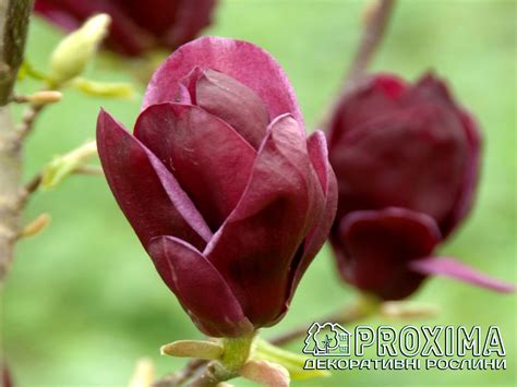 Магнолія суланжа Джені, Magnolia soulangiana Genie, ціна, купити Київ ...