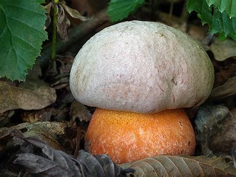 Ложный сатанинский гриб (Rubroboletus legaliae) фото и описание